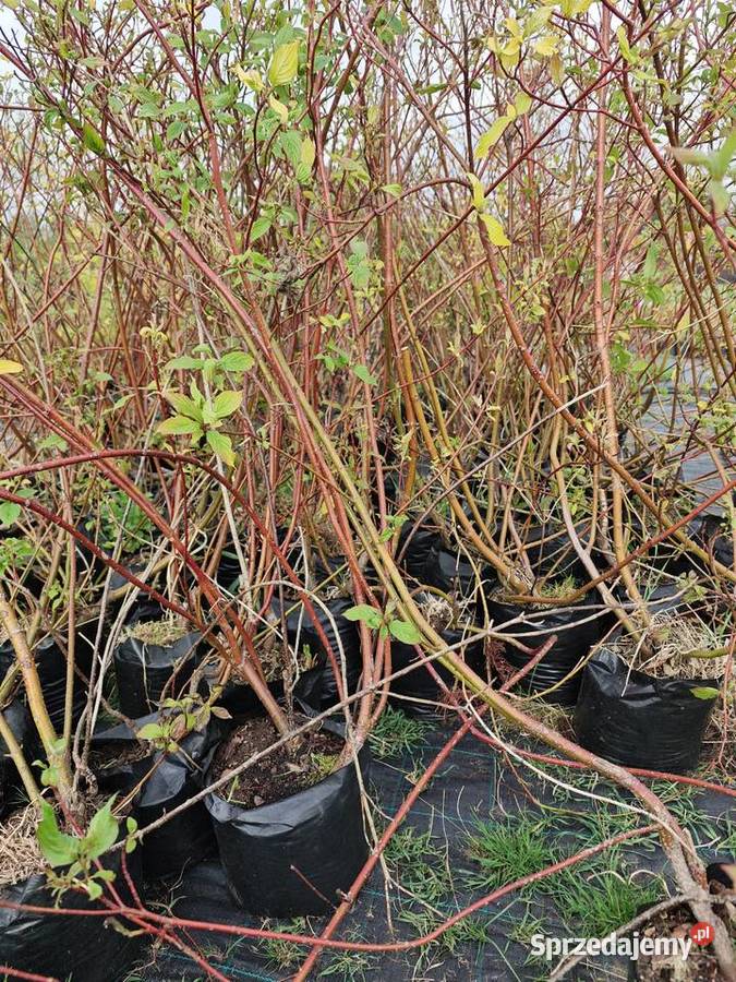 Dereń biały odmiany pęcherznica czerwona duże Trojanów sprzedam