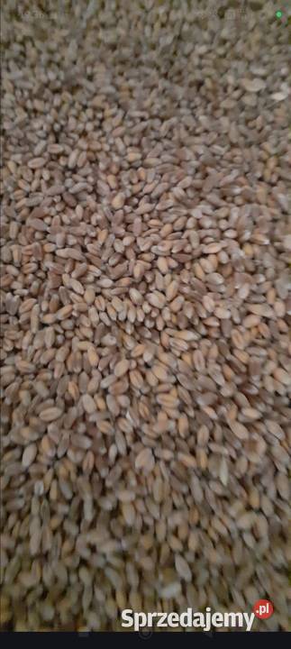 Pszenica jara przewdka