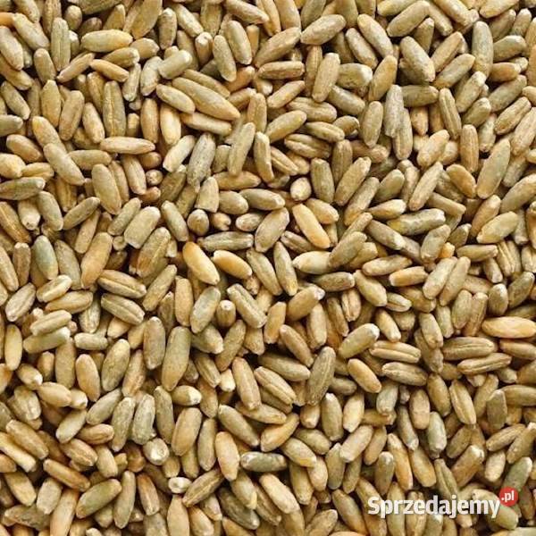 Zboże kukurydza peluszka owies pszenica Rolnictwo dolnośląskie Kwietniki sprzedam