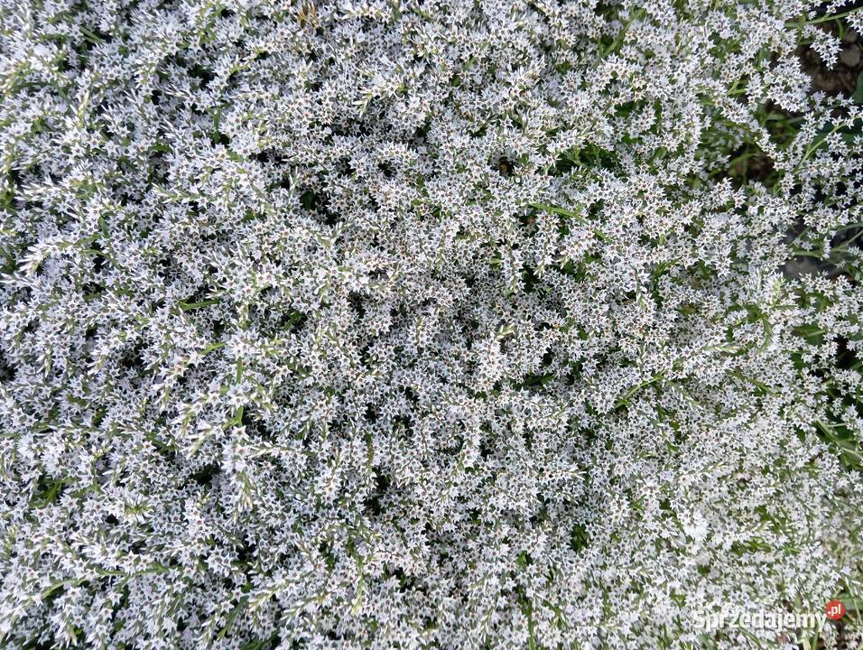 zatrwian tatarski statica kwiat suchy Krasnystaw