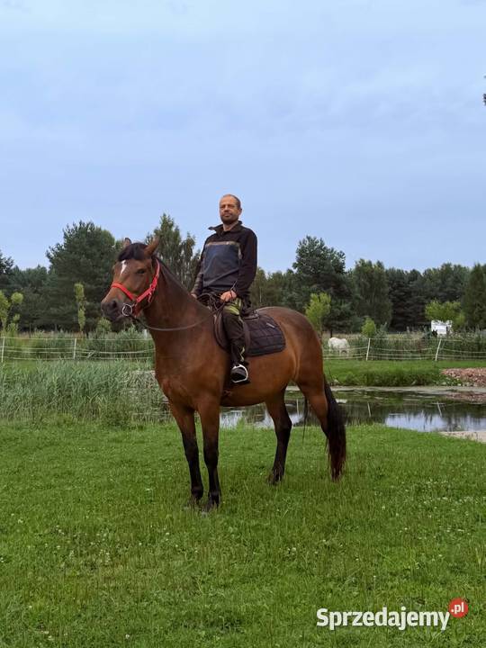 Koń klacz Jasmina Riwiera 160 ostoja spokoju lubuskie Strzelce Krajeńskie