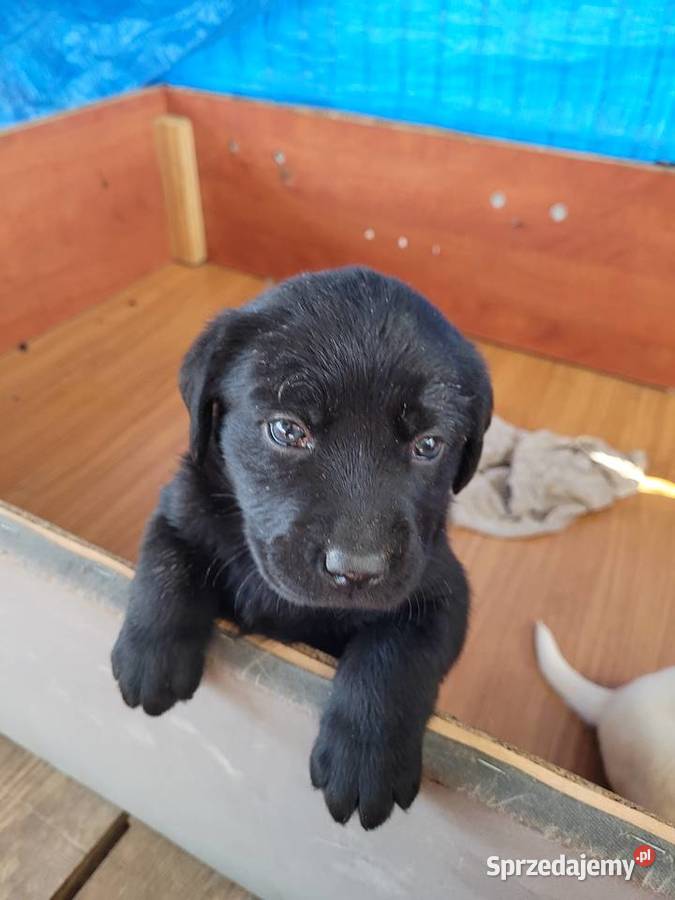 Labradory z rodowodem Mogielnica