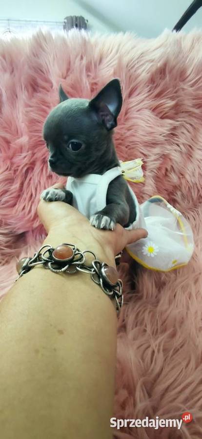 Gotowa Do OdbioruNiebieska Mini Chihuahua Ciszkowo sprzedam