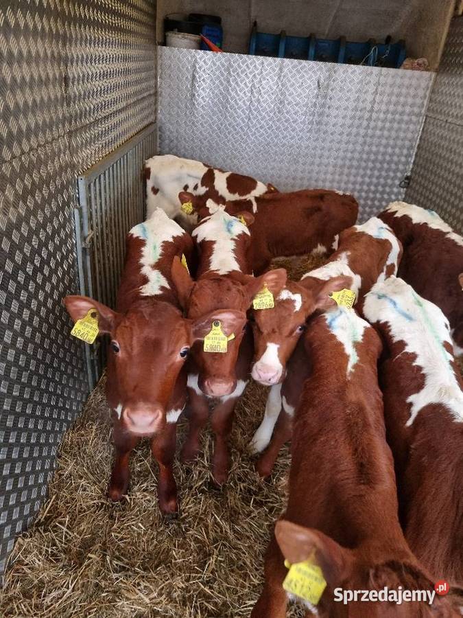 Sprzedaż cieląt mięsnych SM LM angus PZ Płońsk sprzedam