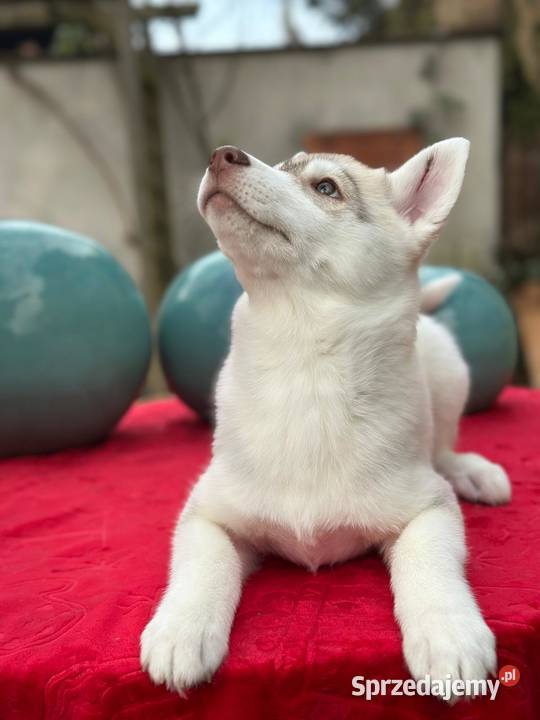 Siberian Husky Championach ZKwP FCI Kraków