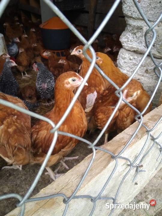 Kurczaki kury 7tygodni odchow wlasny Drób i ptactwo Kolno