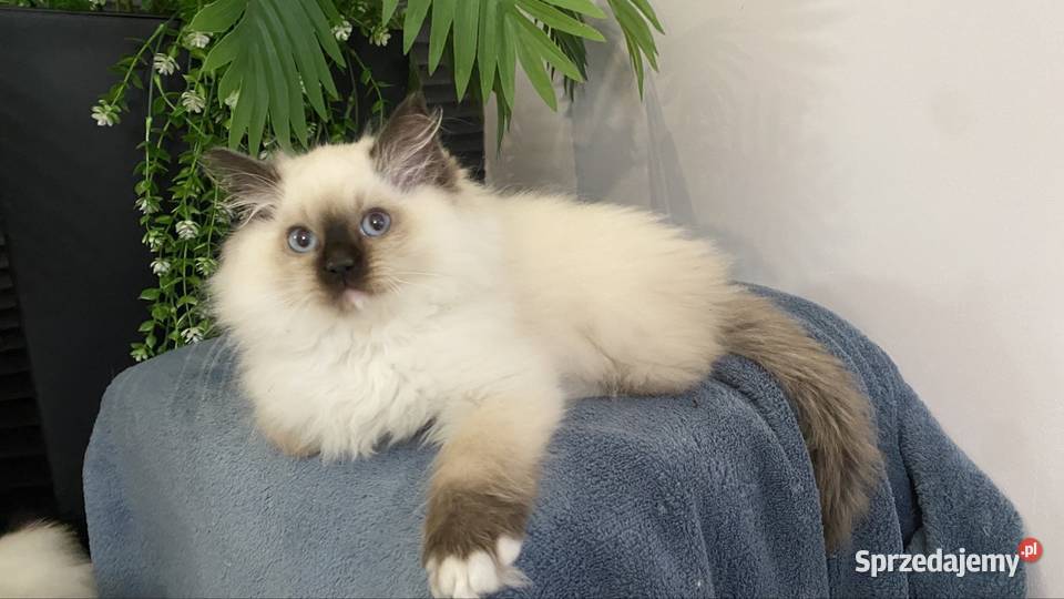 Kotki ragdoll gotowe do wydania FPL Ragdoll Katowice