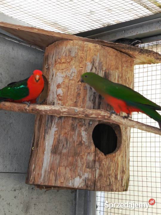 Szkarłatki królewskie para wielkopolskie Pamiątkowo