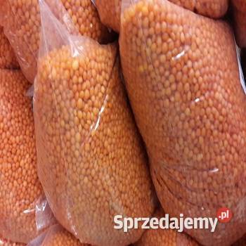 Wysokiej jakości czerwona soczewica Wardyń sprzedam