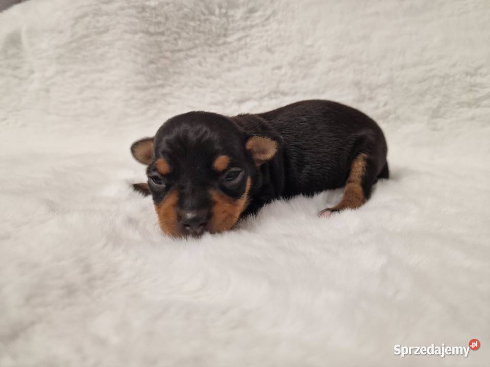 Pinczer miniaturowy XXS zapowiedź miotu ratlerek Myszyniec sprzedam