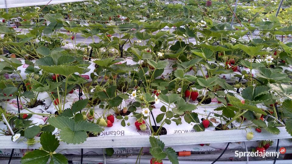 Sprzedam daszki pod uprawę truskawek Waleńczów