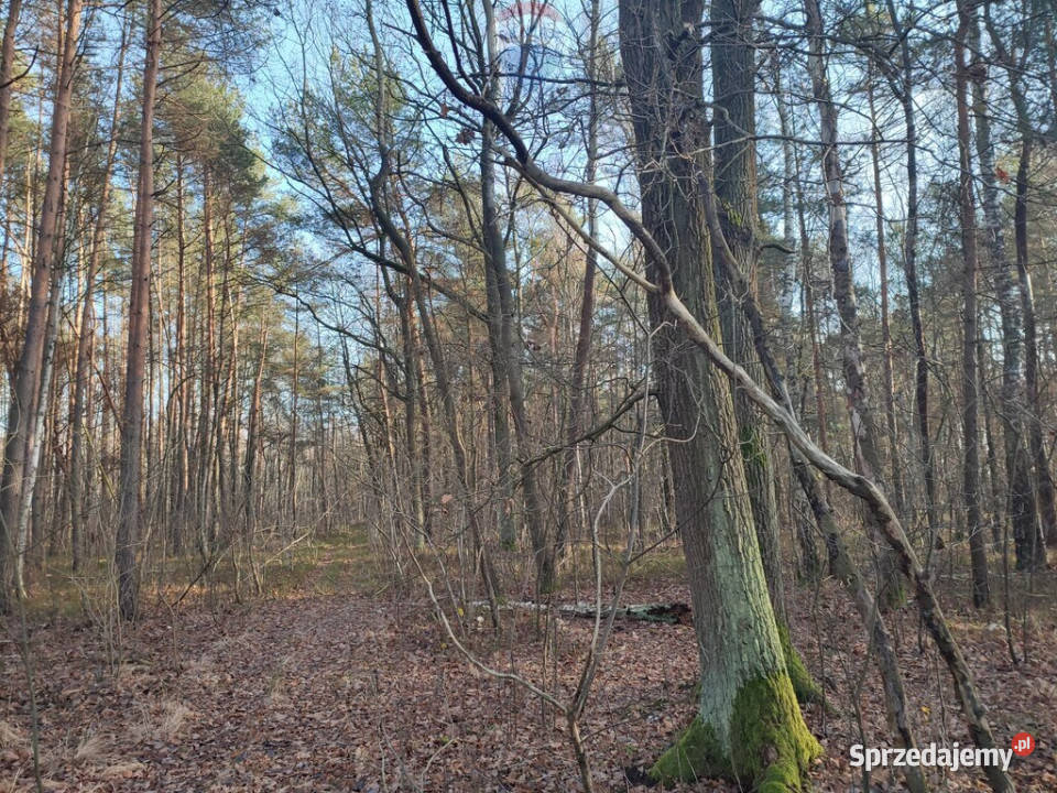 PISKÓRKA urokliwa działka w otoczeniu natury 38m mazowieckie Piskórka