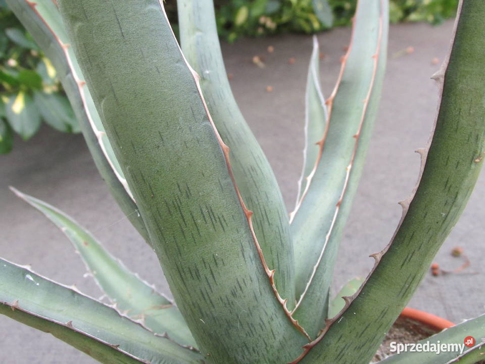Mrozoodporna agawa do 18 C Agave funkiana ponad Ogród