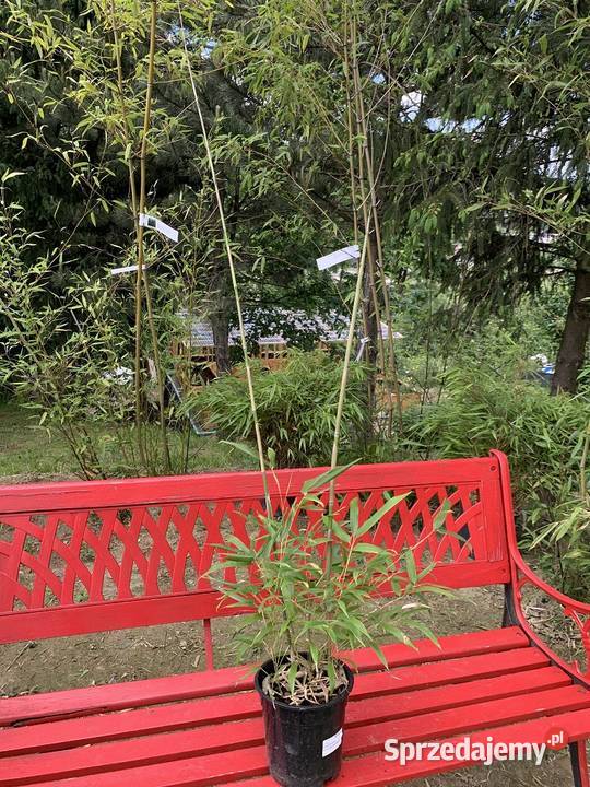 Bambus Phyllostachys Humilis Filostachys Niski