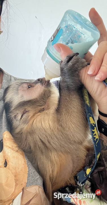 Małpa kapucynka czubata samica Krosno Odrzańskie