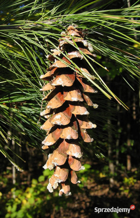 SOSNA WEJMUTKA Pinus strobus NASIONA 3500 sztuk