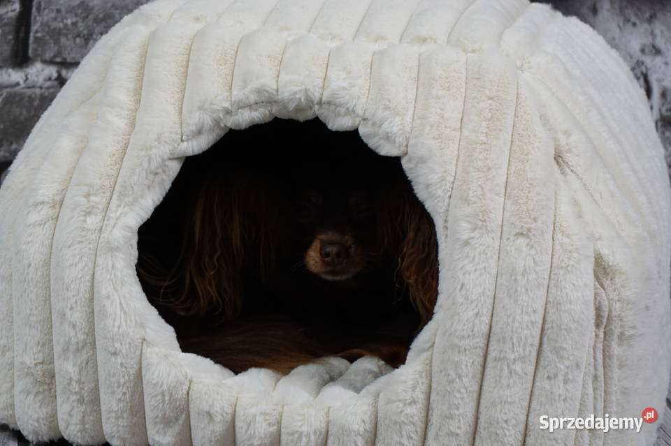 Legowisko Domek Psa Kota wielkopolskie