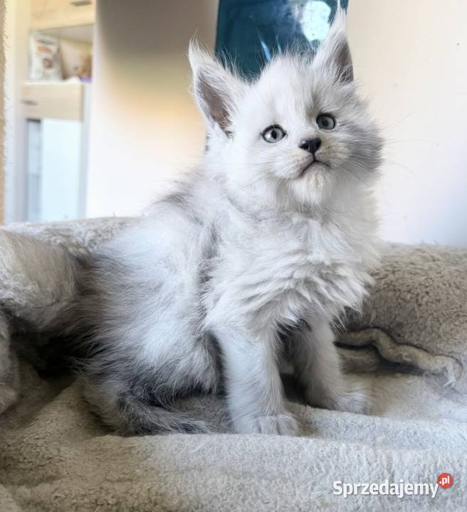 Maine Coon kocurek importach dolnośląskie Wińsko sprzedam