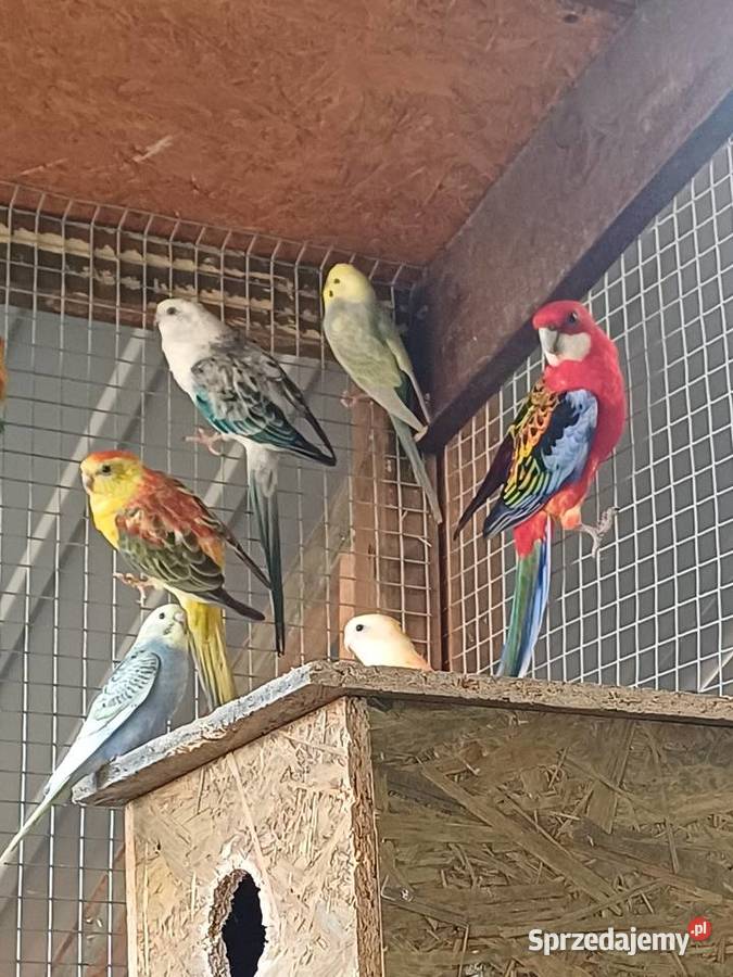 Papugi Faliste nimfy świergotki rozelle Kalisz