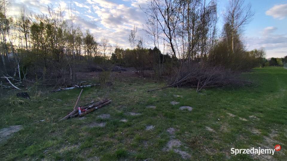Drewno gałęzie na opał łódzkie Łódź sprzedam