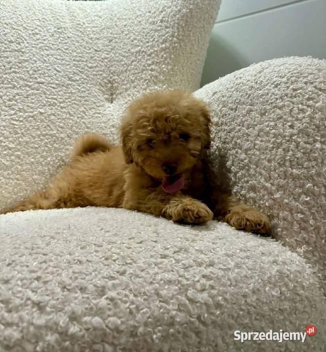 Odchowany synek Maltipoo Maltanczyk Pudel Toy Warszawa