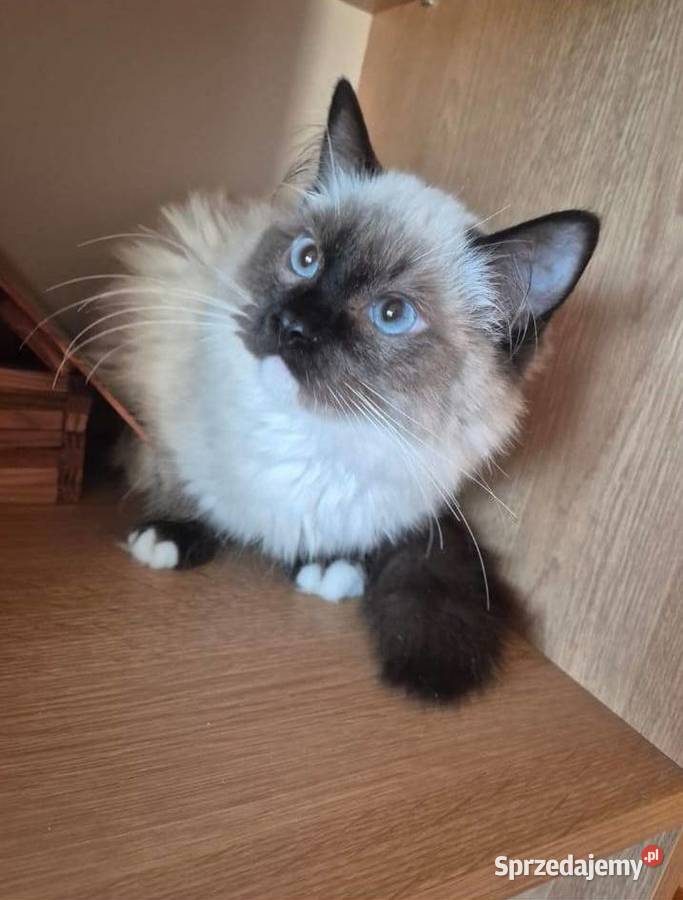 Ragdoll wystawowohodowlany podkarpackie