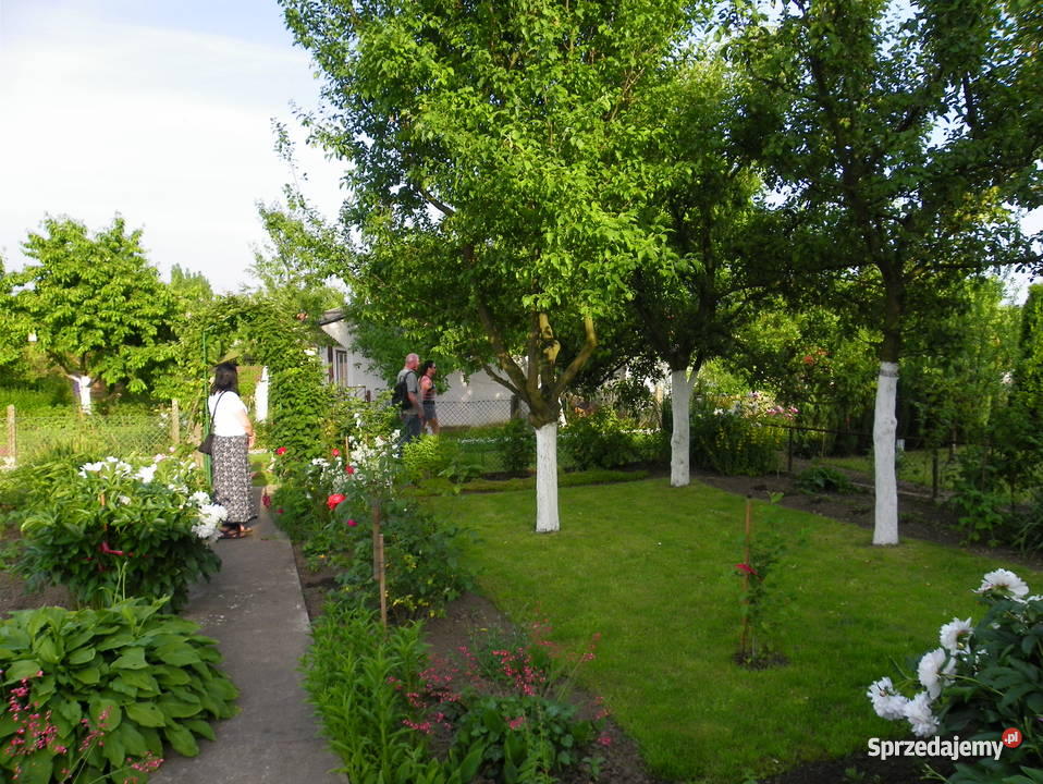 ogródek działkowy na ROD Krzekowo w Szczecinie 340m2 Szczecin sprzedam