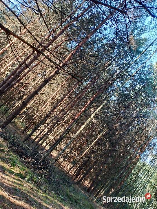 Sprzedam pole orne zalesione Radomyśl nad Sanem