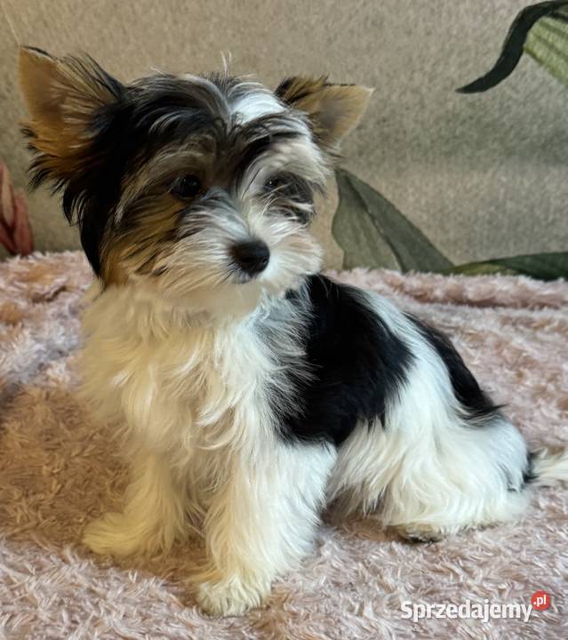 Suczki Biewer Yorkshire Terrier FCI ZKwP Głuszyca