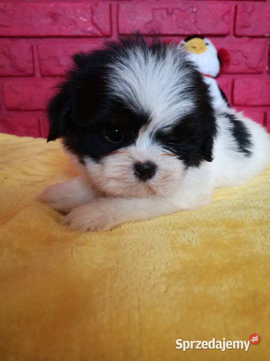 SHIH TZU piękne malutkie szczenięta Tricolor