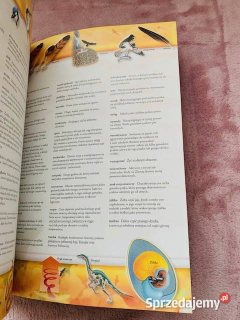 Ptaki Poszukiwacze Edward S Brinkley Poradniki, albumy i reportaże Warszawa