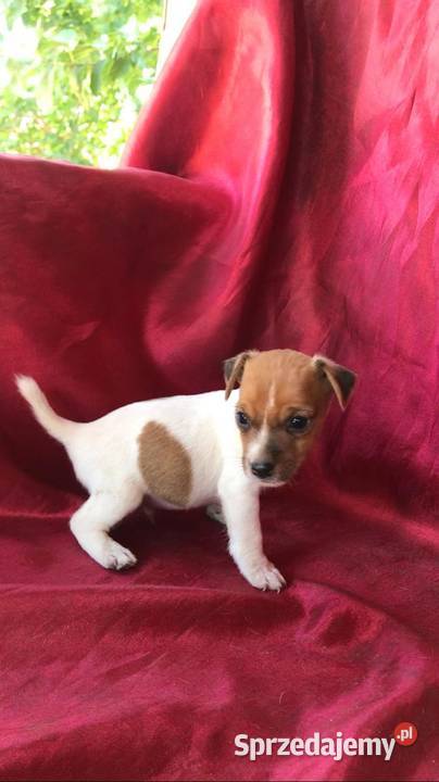Jeden samiec i dwie suczki Jack Russell Szczecinek