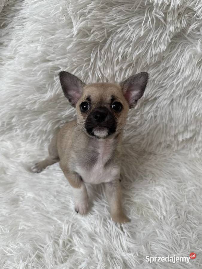 Chihuahua szczeniak xs apple head sprzedam