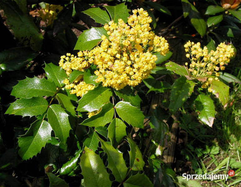 MAHONIA POSPOLITA Mahonia aquifolium NASIONA 700 Lubanie