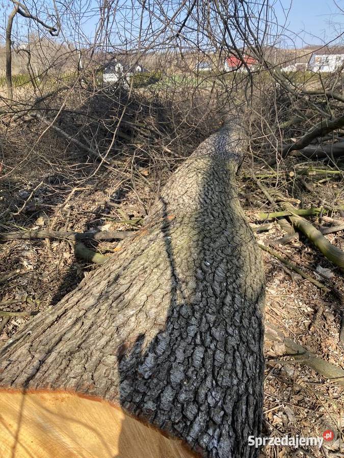 Olcha czarnacałe drzewa sprzedam Samborzec