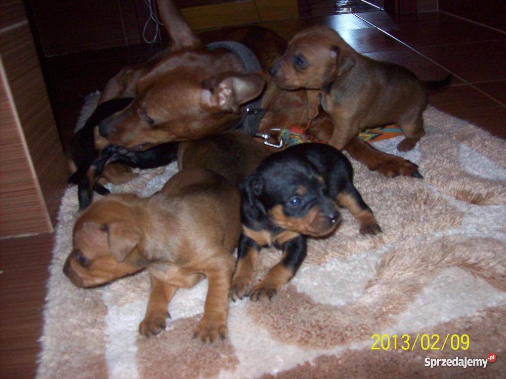 PINCZER MINIATURA Szczecin