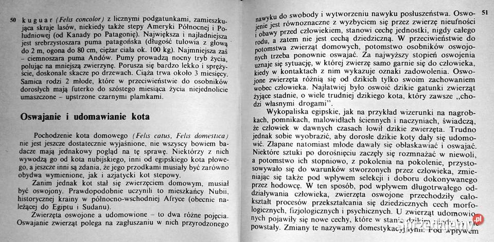 Koty nasze hobby A Konarska Szubska Chełm