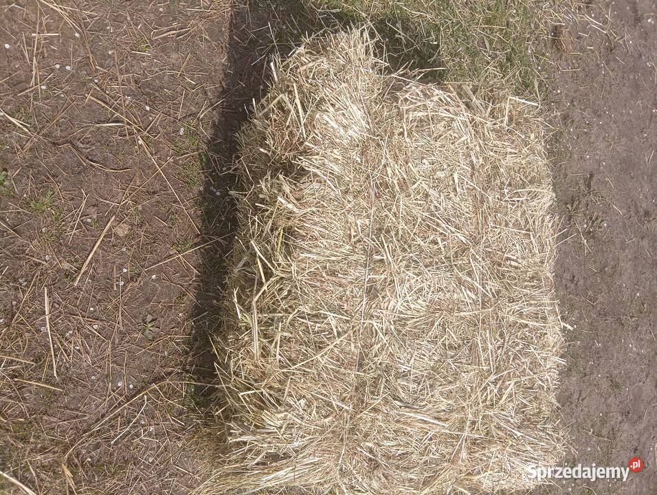 siano w kostkach Krotoszyn
