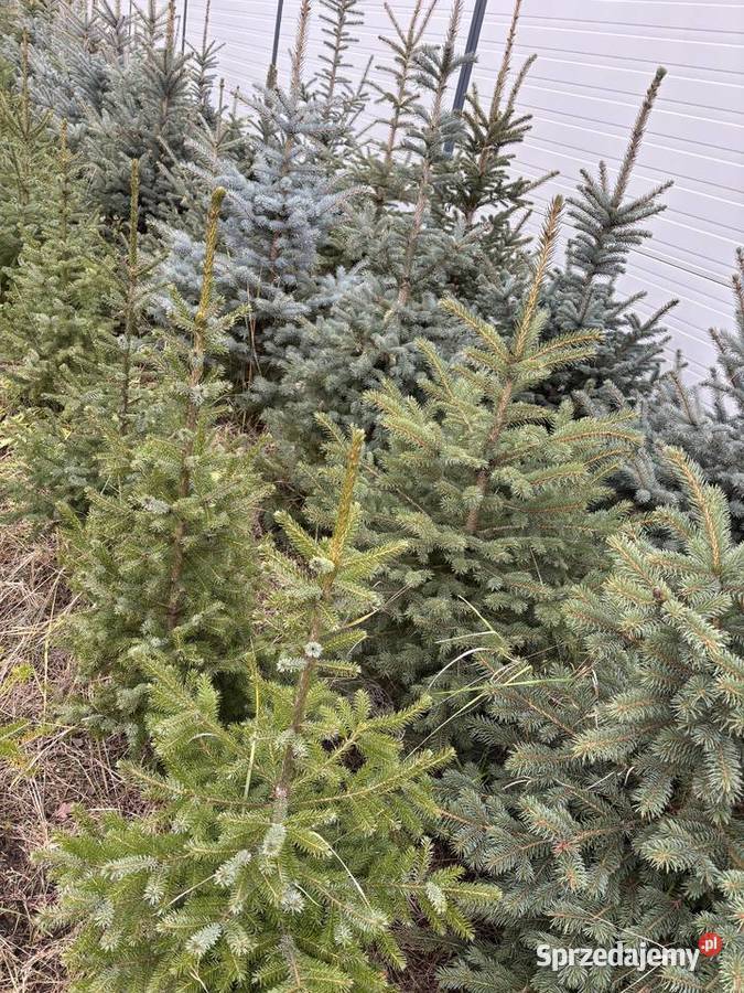 Choinki Bożonarodzeniowe jodła kaukaska Boże Narodzenie Radom