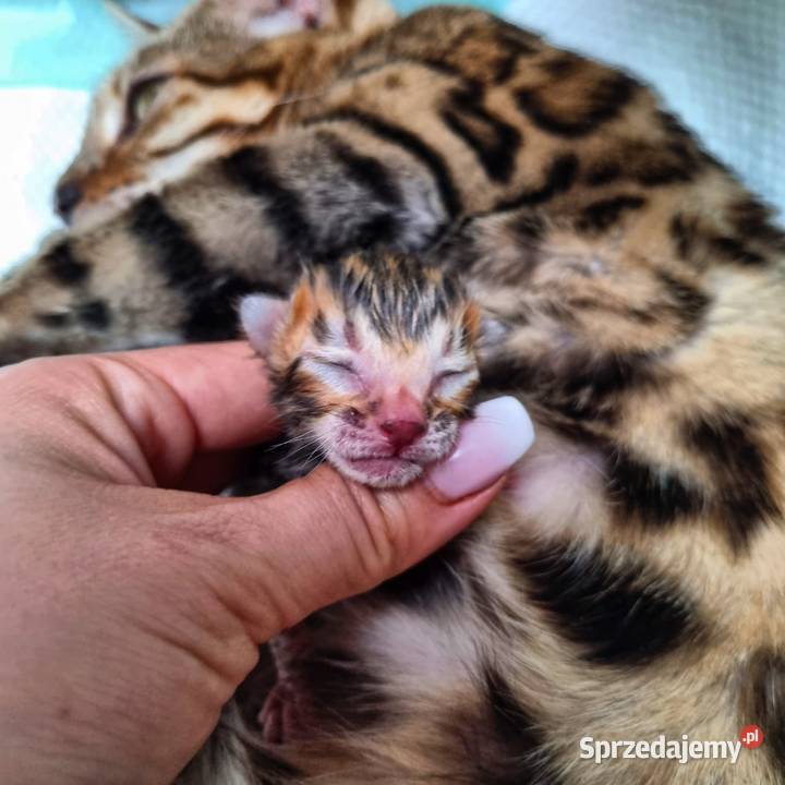 Principessa Bengals kot bengalski kocięta łódzkie Łódź