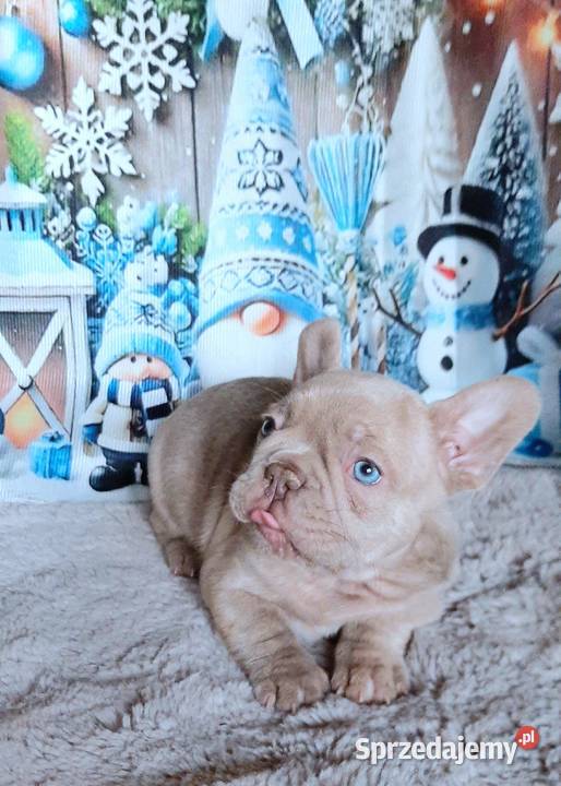 Buldog francuski chlopak isabela Pabianice