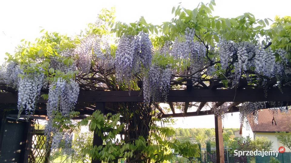 Nasiona glicynia wisteria 30 sztuk Łaziska Górne