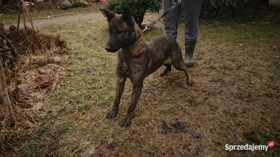 Szczeniaki SUCZKA OWCZAREK HOLENDERSKI hodowla Słodków Pierwszy