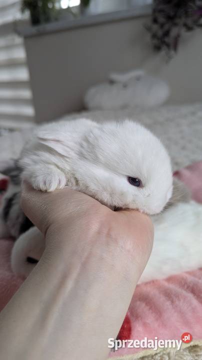 Mini lop królik miniaturka mały karzełek baranek Tarnów