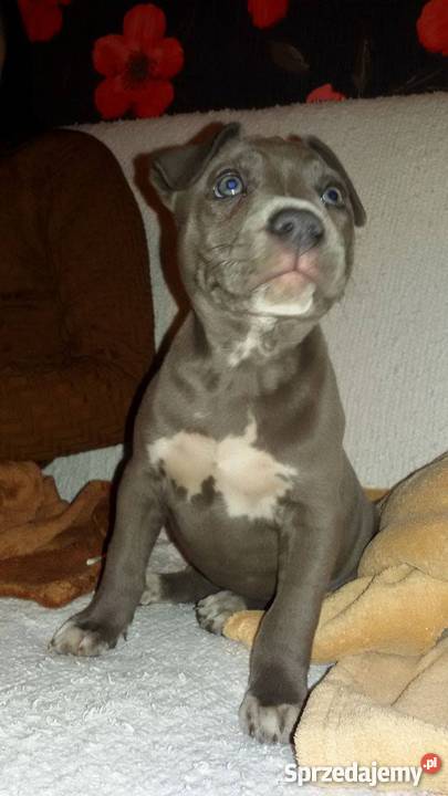 Szczeniaki Amstaff American Stafford Terrier Psy Gostyń