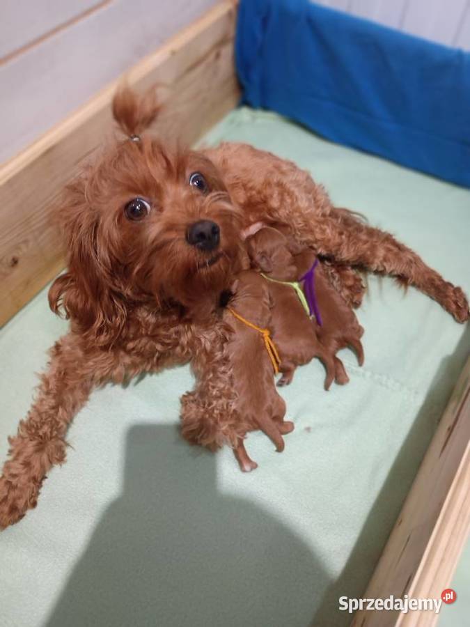 Cavapoo f1b Miechów