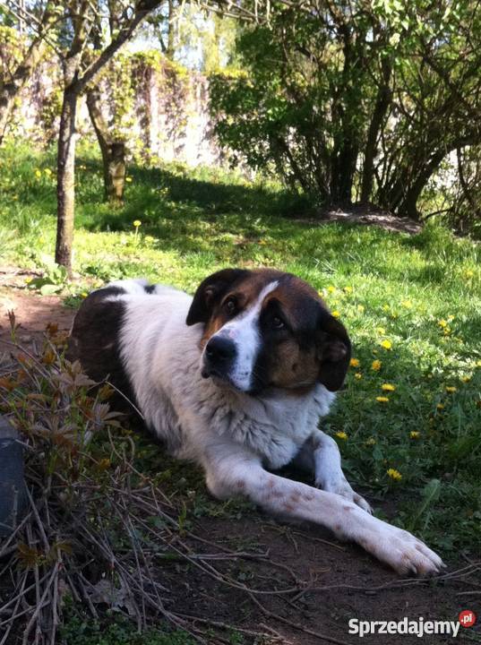 Szczeniaczek Sunia Mieszaniec Bernardyna Turek