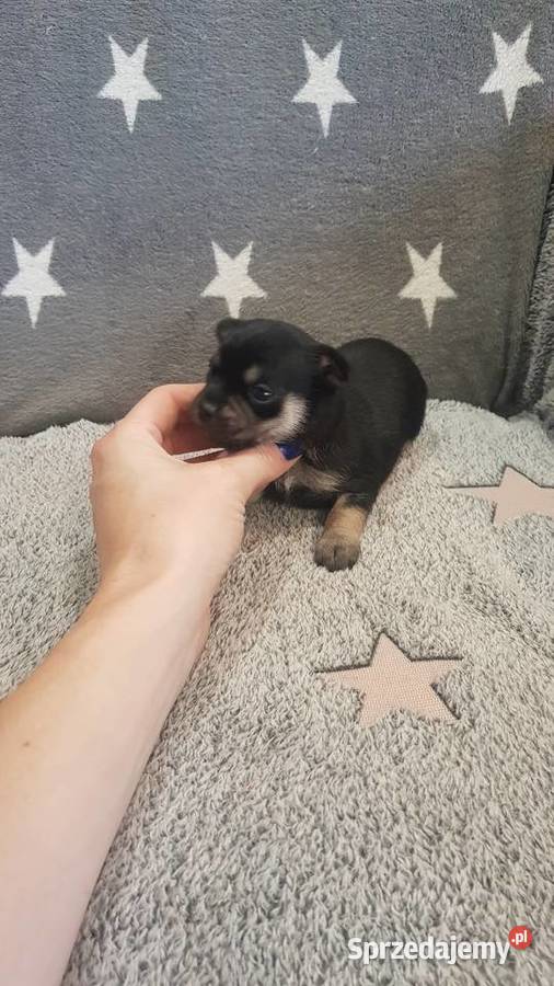 Szczeniaki pinczer Płońsk