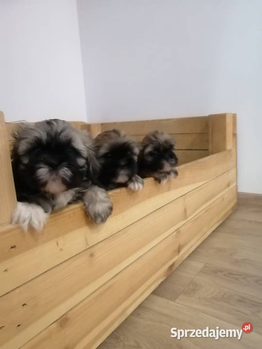 Szczeniaki shihtzu gotowe do odbioru Jodłówka-Wałki