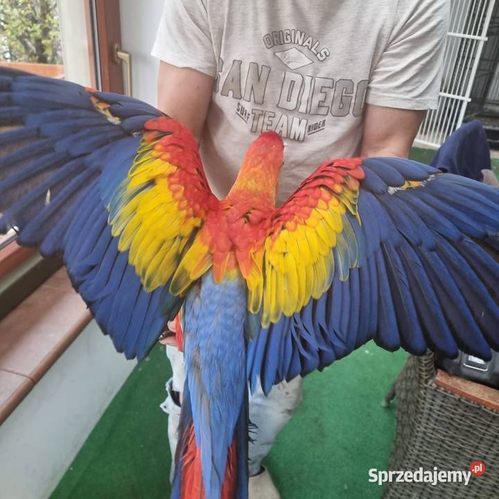 Ara macao samiec 5 miesiecy Wrocław